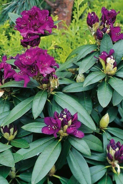 Рододендрон понтійський Поларнахт|Rhododendron ponticum Polarnacht|Рододендрон Поларнахт